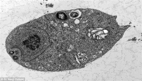  Monocercomonoides: Uma Ameba Unicelular Que Vive Sem Mitocôndrias, um Enigma Evolutivo!