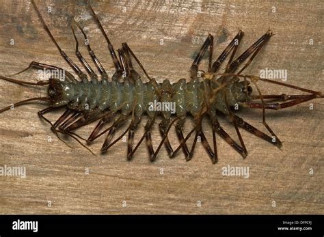  Scutigera! Uma Mirada Fascinante no Mundo dos Centipedes-Escorpiões com Pernas em Número Ímpar