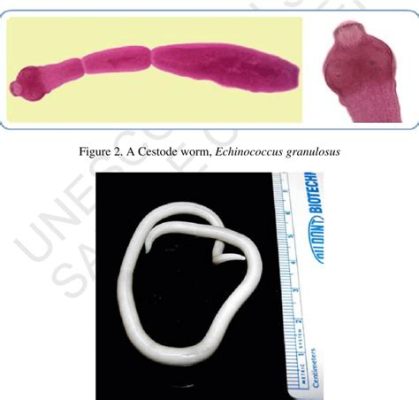  Urogonimus – Um Vermes Trematódeo que Adora Se Perder nos Pulmões de Mamíferos!