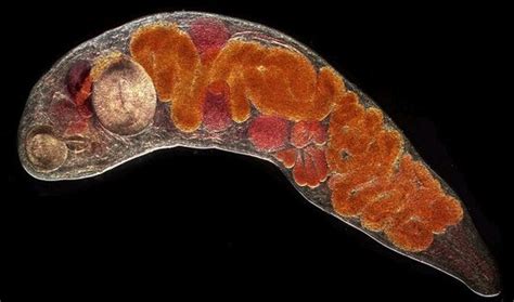  Youngia - Um Parasita Trematode Que Faz Uma Jornada Inacreditável Através de Moluscos e Peixes!